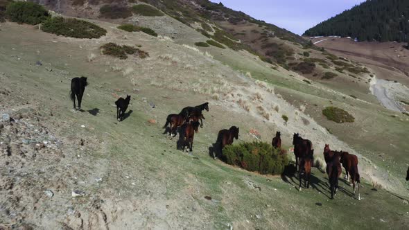 Flying on a Drone Over a Flock of Wild Horses Walking on Green Hills Against the Background of