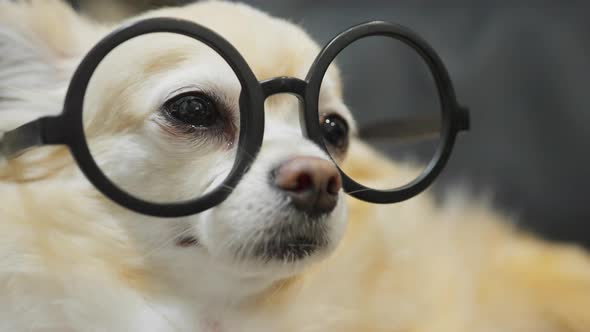 cute chihuahua brown little old lapdog wearing round black glasses funny humor