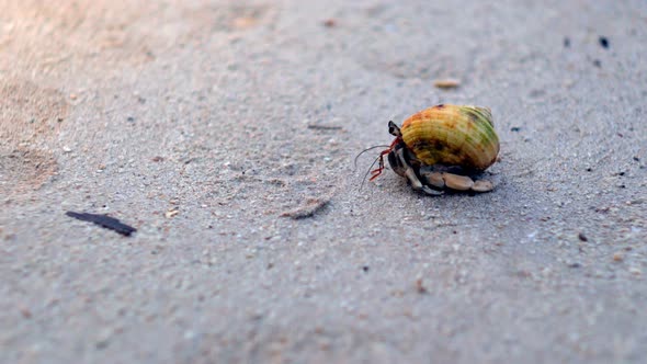 Hermit crab on sand beach alt
