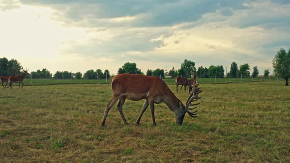 Deer Wild Animal Horse Nature Wildlife Green Roe Crowd Run alt