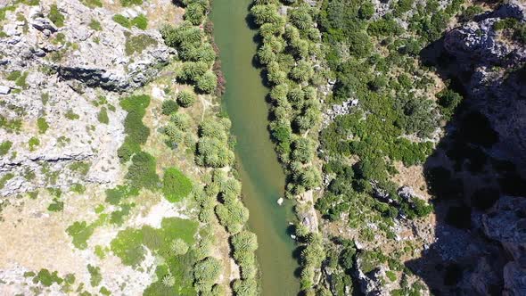 The palm forest of Vai in Crete, Greece. A green river flows through the forest and flows into the s alt