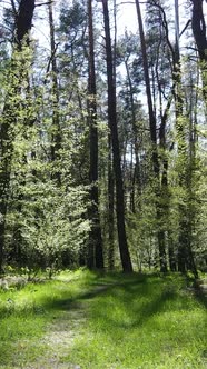 Vertical Video of Green Forest During the Day alt