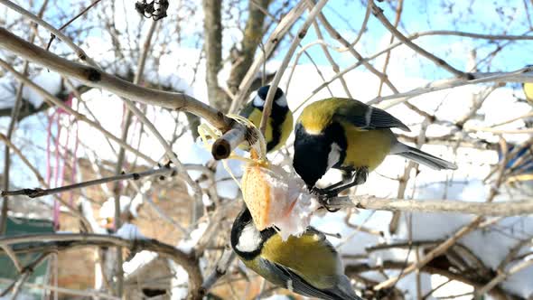 Hungry Birds Great Tit or Parus Major Are Pecking Lard Which Hangs From Branch in Garden alt