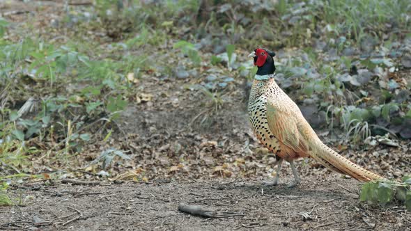 Colorful Pheasant Walking in the Nature