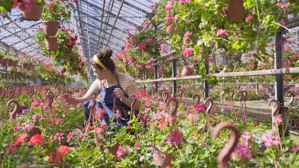 Woman Looks Blooming Flowers By Garden Bed