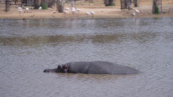 Hippo floating on the surface of a lake