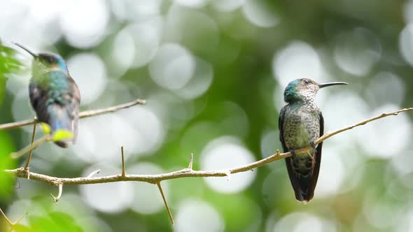 White-necked Jacobin Bird in its Natural Habitat in the Forest