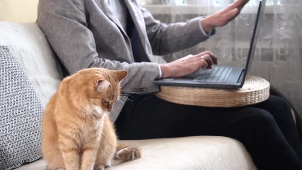 A man working on laptop at home during a Covid-19 pandemic lockdown with a red cat