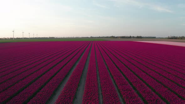 Aerial View of Tulip Planted Fields in the Dronten Area. Spring in the Netherlands