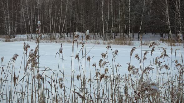 Beautiful Winter Landscape, Grass on Coast of Lake.