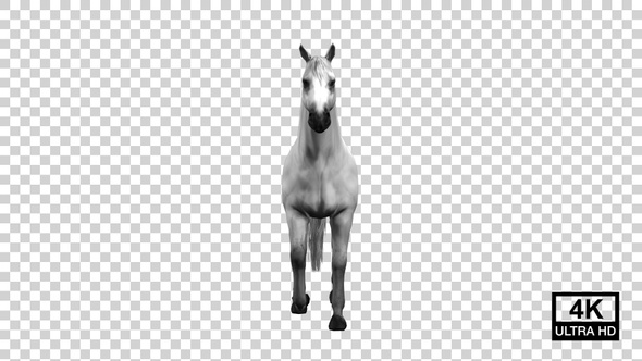 Horse Start Walking Front View alt