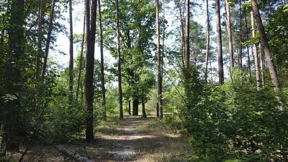 Forest with Trees on a Summer Day Slow Motion alt