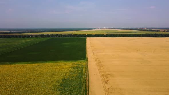 Panoramic View Sunflower Field Big Yellow Wheat Field and Fields with Other alt
