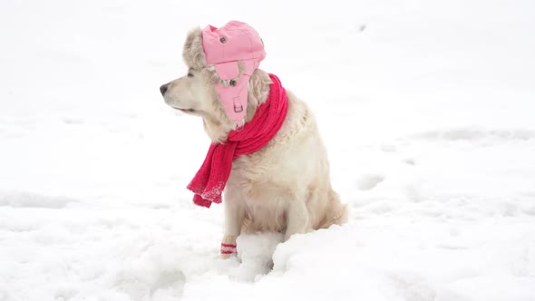 Funny Video Pets in Nature - a Beautiful Dog Poses in Winter Hat, Knitted Scarf and Socks in a Snow
