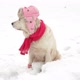 Funny Video Pets in Nature - a Beautiful Dog Poses in Winter Hat, Knitted Scarf and Socks in a Snow - VideoHive Item for Sale