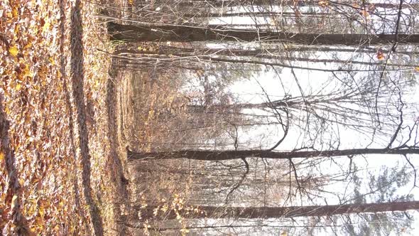 Vertical Video Aerial View of Trees in the Forest on an Autumn Day in Ukraine Slow Motion alt
