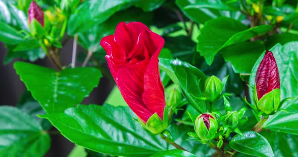 A hibiscus flower blooms in springtime