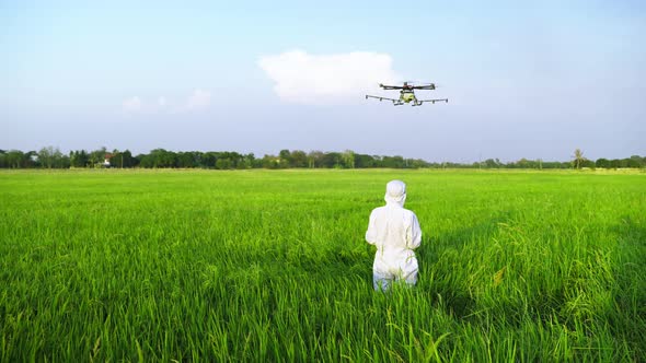 Scientists are piloting drones in rice fields for scientific experiments.