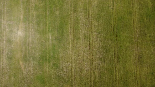 Aerial View on Green Wheat Field in Countryside alt