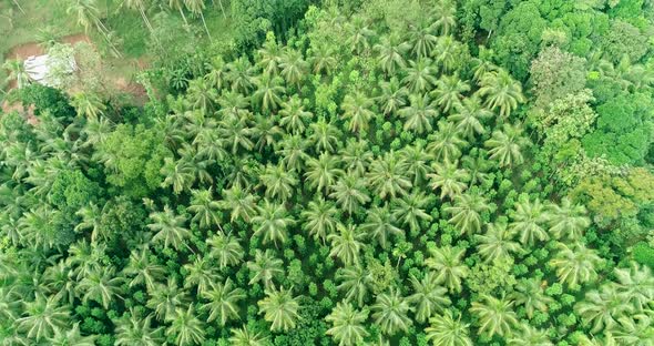 Drone Birdseye View Of A Lush Green Coconut Tree Pantation