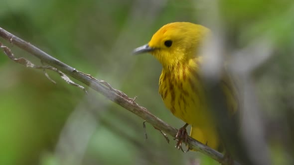 Extreme closeup male Yellow Warbler on branch and looks around before flying away alt