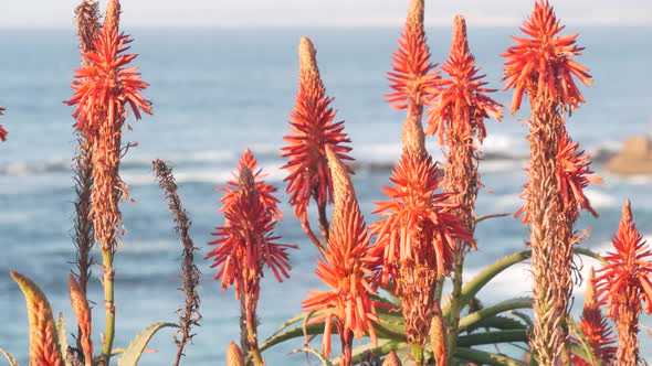 Red Aloe Flower Blossom Succulent Bloom Beach Waves California Coastal Flora
