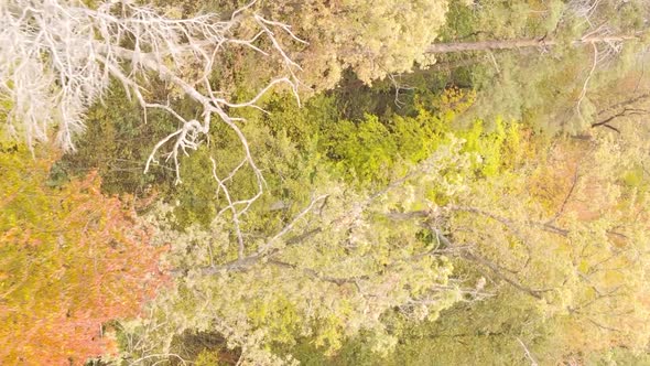 Vertical Video of an Autumn Forest During the Day in Ukraine alt