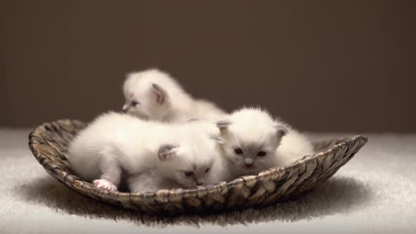 Curious Newborn Kittens in Basket alt