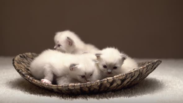 Curious Newborn Kittens in Basket