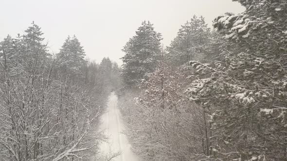 Snowed forest path by morning 4K drone footage alt