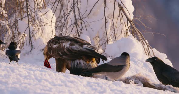 Golden Eagle Eating Prey in the Mountains in Beautiful Morning Light at Winter
