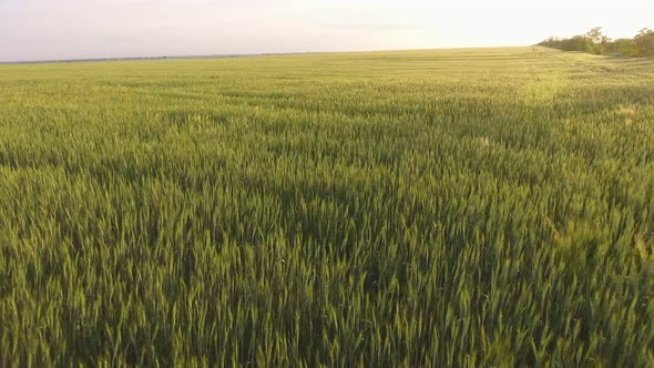 Aerial of the Great Green Wheat Field with Waving Plants at Beautiful Sunset 
