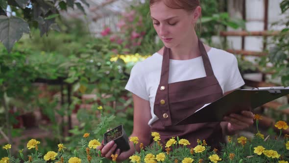 The Girl Inspector in the Apron Checks and Counts the Flowers in the Greenhouse Keeps Their Records