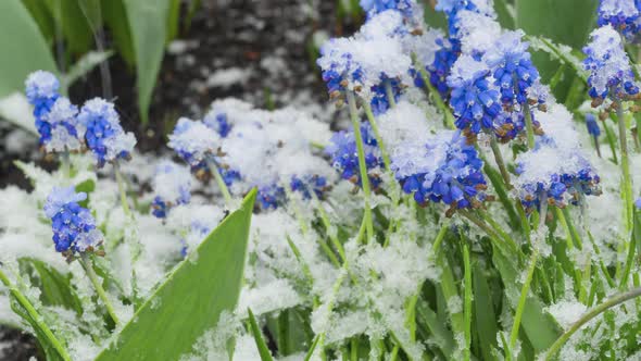 Blue Muscari Flowers Under the Snow alt