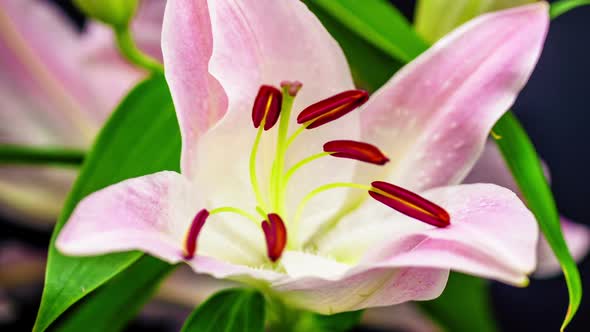 White Lily Flower alt