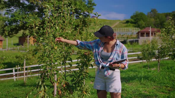 Plant Breeder Examining a Pear Tree alt