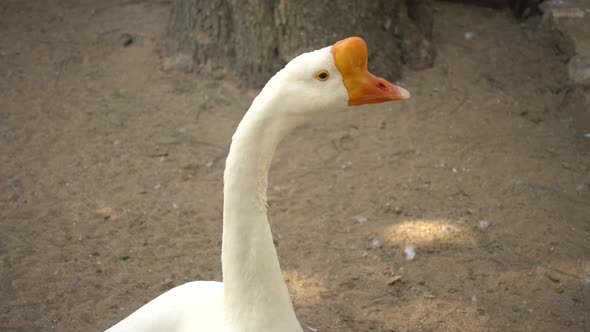 Geese alt