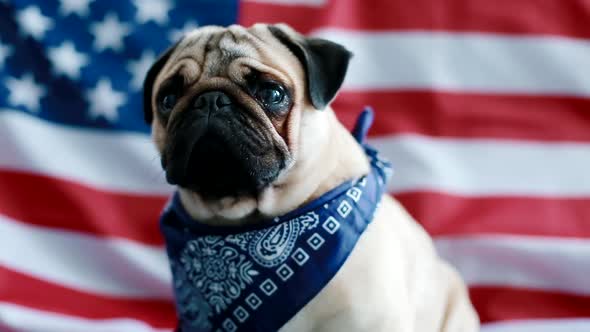 The Young Pug with American Flag alt