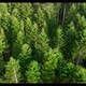 Aerial view og green trees in coniferous forest. Woodlands in summer day. - VideoHive Item for Sale