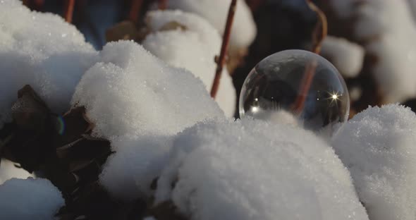 Bubble Lying Amongst Snow On Plants