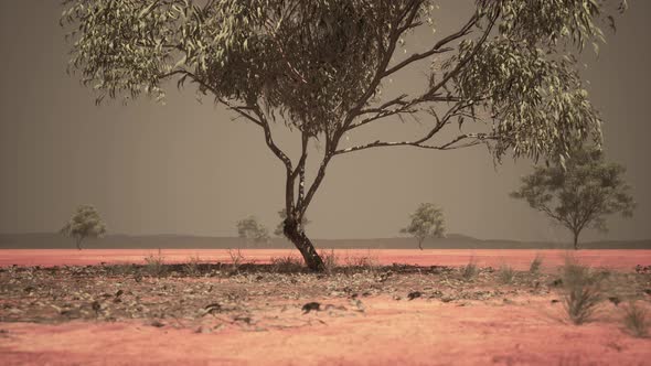 Dry African Savannah with Trees alt
