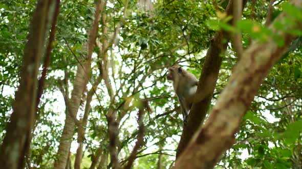 Thailand Jungle Monkey Among the Trees
