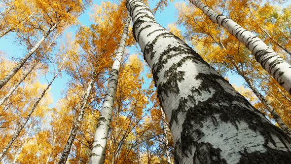 Falling Leaves From a Birch Tree in the Autumn Forest alt