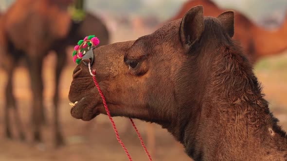 Camels in Slow Motion at the Pushkar Fair Also Called the Pushkar Camel Fair alt