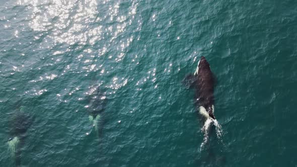 a group of large whales emerge from the ocean