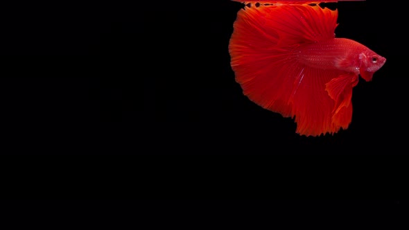 Siamese fighting fish (Betta splendens) alt