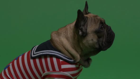 French Bulldog in Sailor Style