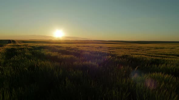 Field in the evening alt