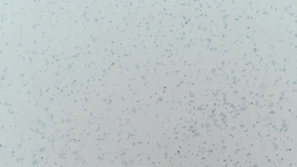 various forms of life in a drop of water. the simulation of the protozoan organism alt