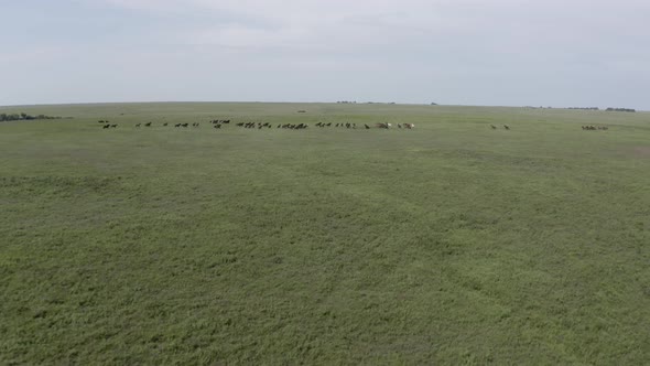 Wild Horses, Drone, Prairie, Flint Hills alt